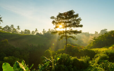 Sun is rising and shining through tree branches on Bali, Indonesia